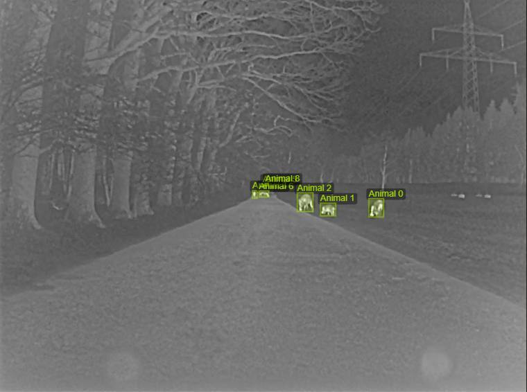 Thermal frame of an unlit road with small, distant animals labeled