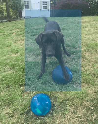 This is an example of image annotation using a bounding box. A dog is pictured standing in the grass, playing with two balls. The dog is the object of interest. The dog is labeled with a blue, rectangular bounding box.